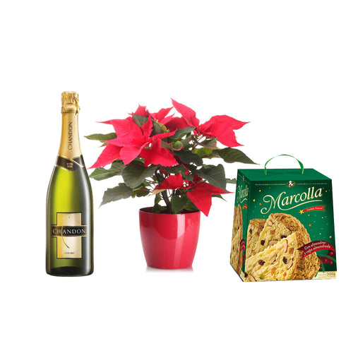 Poinsettia plant champagne & Panettone