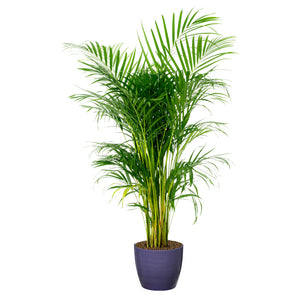 Areca / Bamboo Palm